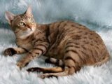 Австралийская дымчатая кошка в Нарьян-Маре