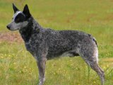Австралийская короткохвостая пастушья собака в Кемерово