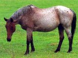 Австралийская лошадь в Арсеньеве
