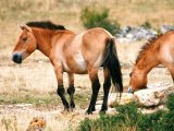 Лошадь Пржевальского в Гае