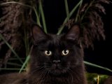 Бразильская короткошерстная кошка в Чите