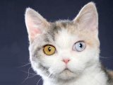 Американская жесткошерстная кошка в Нарьян-Маре