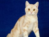 Американская короткошерстная кошка в Самаре
