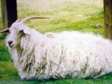 Оренбургская коза в Шарапово