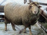 Куйбышевские овцы в Белоусово