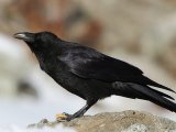 Ворона черная в Оханске