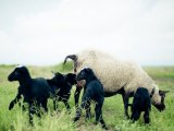 Романовские овцы в Сарапуле