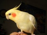 Попугай корелла в Краснокумском