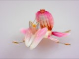 Орхидейный богомол в Северо-Курильске