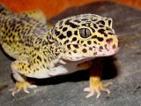 Леопардовый геккон в Борзя