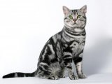 Американская короткошерстная кошка в Саранске