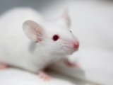 Белая лабораторная мышь в Арсеньеве