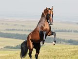 Ахалтекинская лошадь в Кургане