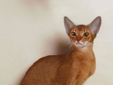 Абиссинская кошка в Тамбове