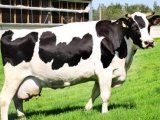 Черно-пестрая корова в Уварово