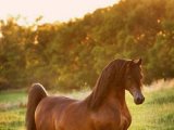 Арабская лошадь в Орске