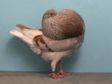 Декоративный голубь в Обнинске
