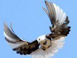Николаевский голубь в Арсеньеве
