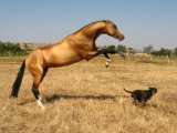 Ахалтекинская лошадь в Заинске