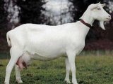 Зааненская коза в Краснокумском
