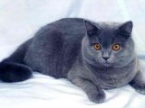 Британская короткошерстная кошка в Магасе