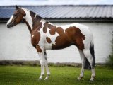 Лошадь пейнт в России