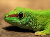 Зелёный геккон в Гае