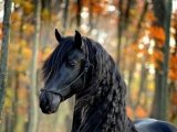 Фризская лошадь в Кизилюрте