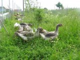 Крупная серая порода гусей в России
