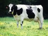 Холмогорская корова в Краснокумском