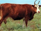 Калмыцкая корова в Белоусово