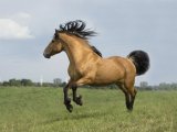 Белорусская упряжная лошадь в Орске