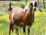 Нубийская коза в Коврове