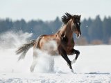 Тракененская лошадь в Белоусово