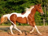 Лошадь пейнт в Ростове