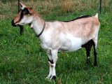 Альпийская коза в Краснокумском