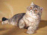 Экзотическая короткошерстная кошка в Мариинском Посаде