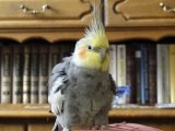 Попугай корелла в Волгореченске