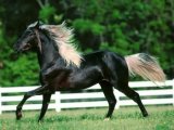 Андалузская лошадь в Гае