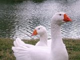 Эмденская порода гусей в России