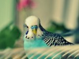 Волнистый попугай в Оханске