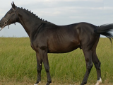 Тракененская лошадь в Орске