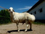 Гиссарские овцы в Арсеньеве
