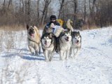 Сибирская ездовая собака в Нижних Сергах