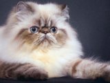 Гималайская кошка в Мариинском Посаде