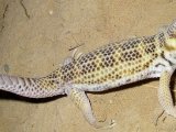 Сцинковый геккон в Гусиноозерске