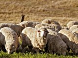 Овцы меринос в Заинске