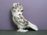 Декоративный голубь в Курлово