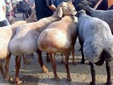 Гиссарские овцы в Топках