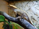 Мадагаскарский геккон в Гусиноозерске